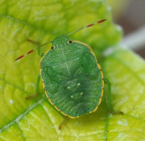 Palomena prasina