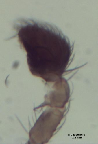 Réf. 99 844 : Hahnia pusilla