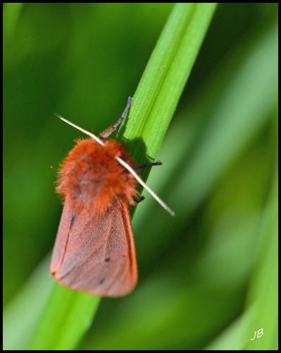 Phragmatobia fuliginosa