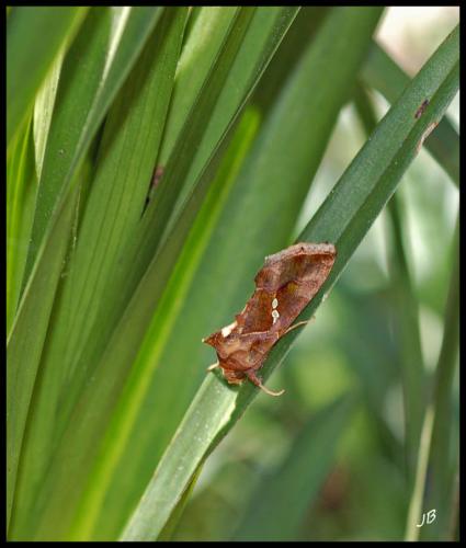 Réf. 99 647 : Chrysodeixis chalcites