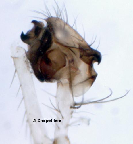 Ero tuberculata