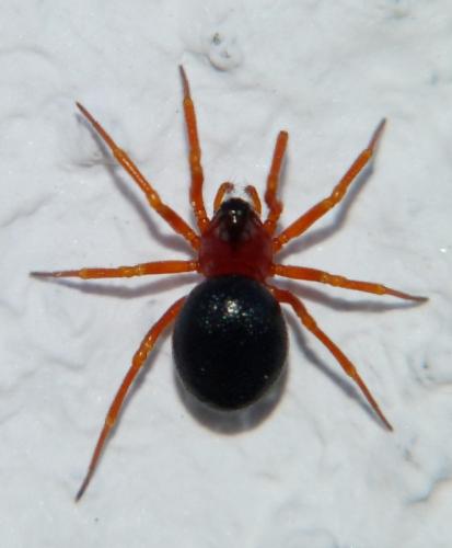 Pelecopsis bucephala