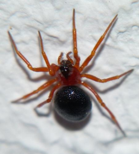 Pelecopsis bucephala