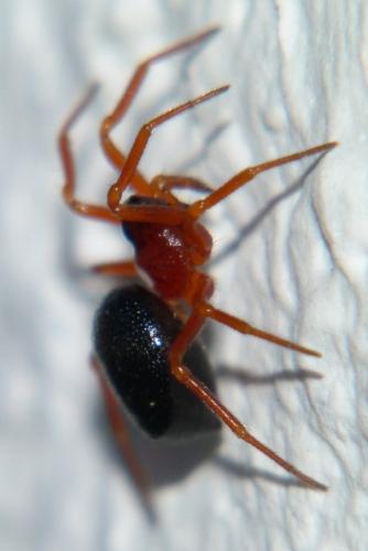 Pelecopsis bucephala