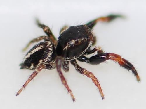 Pellenes brevis