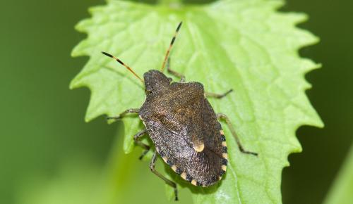 Réf. 99 362 : Peribalus strictus vernalis
