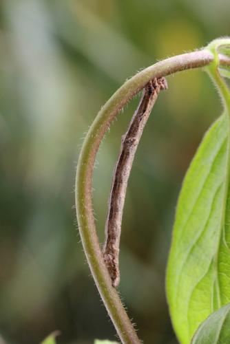 Peribatodes rhomboidaria