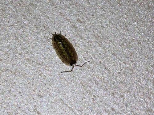 Porcellio spinicornis