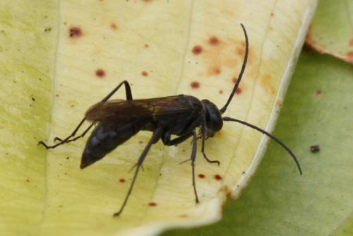 Réf. 99 136 : Auplopus sp.