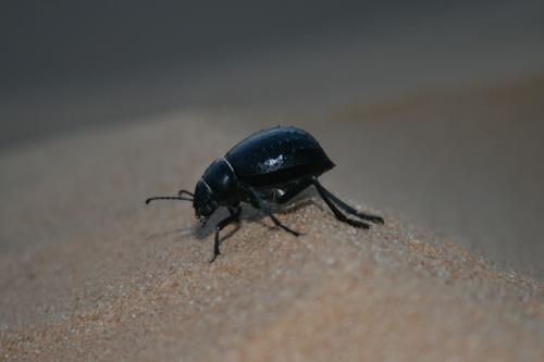 Réf. 99 317 : Pimelia angulata