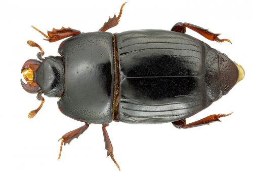 Réf. 99 734 : Platysoma compressum