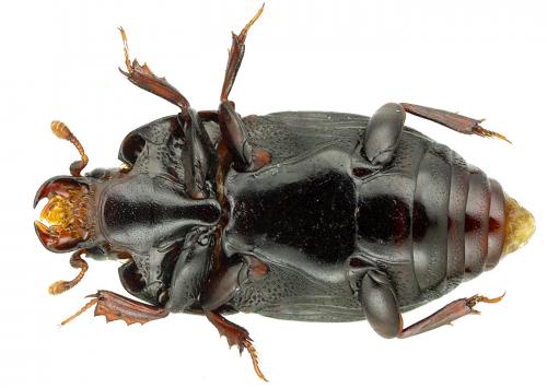 Réf. 99 735 : Platysoma compressum