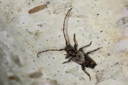 Réf. 99 468 : Pogonocherus hispidus