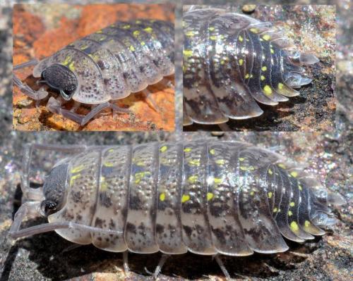 Réf. 99 139 : Porcellio spinicornis