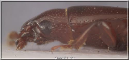 Rhizophagus sp.