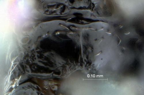 Glyptapanteles sp.