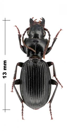 Pterostichus caspius