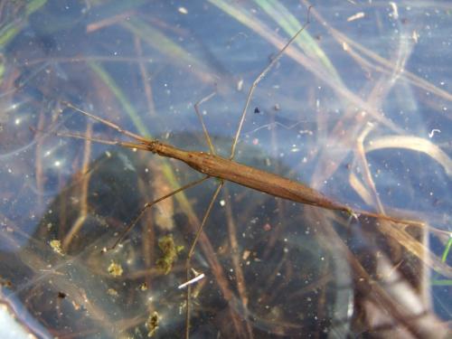 Réf. 99 300 : Ranatra linearis