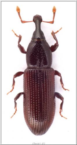 Cossonus linearis