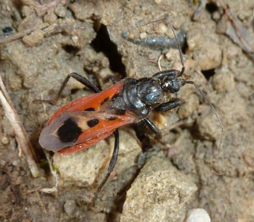 Peirates hybridus