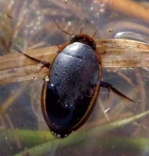 Réf. 99 294 : Hydaticus seminiger