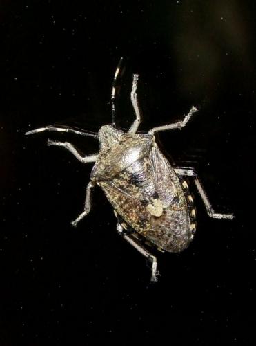 Réf. 99 804 : Rhaphigaster nebulosa