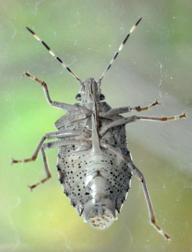 Rhaphigaster nebulosa