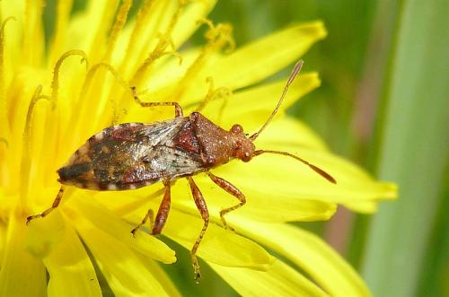 Rhopalus subrufus