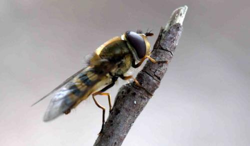 Syrphus vitripennis