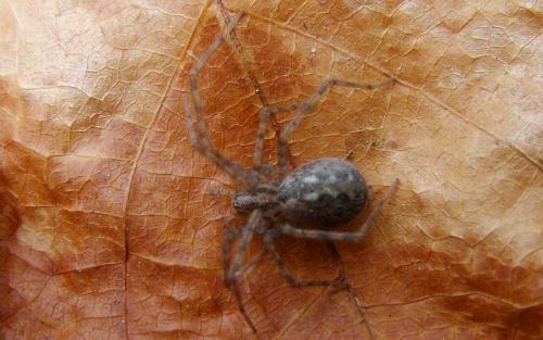 Réf. 99 354 : Tegenaria silvestris