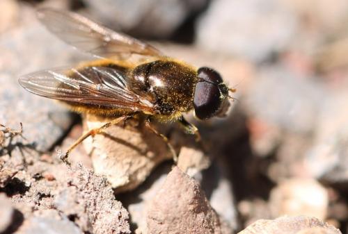 Réf. 99 788 : Cheilosia chloris