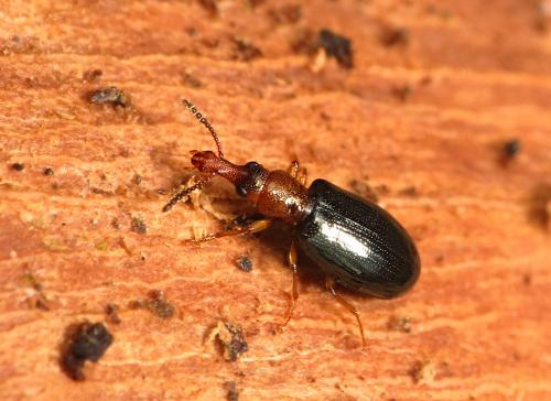 Salpingus ruficollis