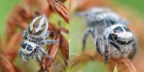 Philaeus chrysops