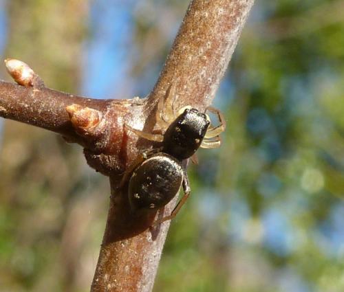 Heliophanus cupreus