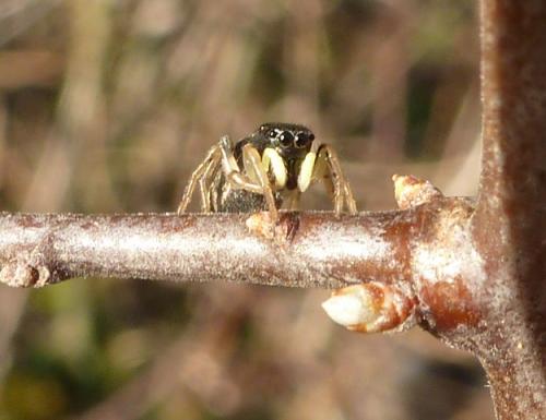 Heliophanus cupreus
