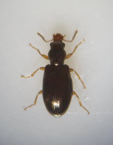 Salpingus planirostris
