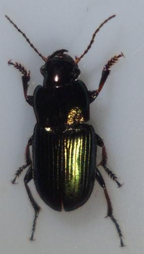 Harpalus distinguendus