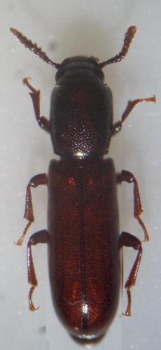 Réf. 99 886 : Corticeus unicolor