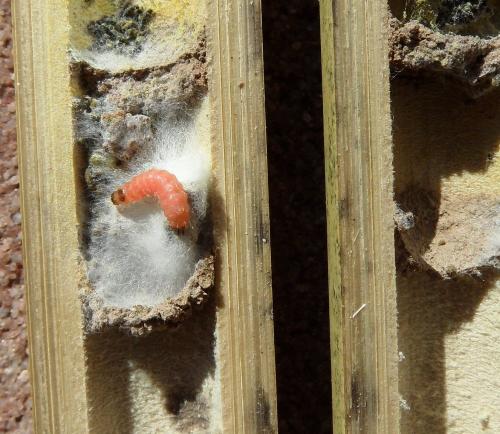 Trichodes sp.