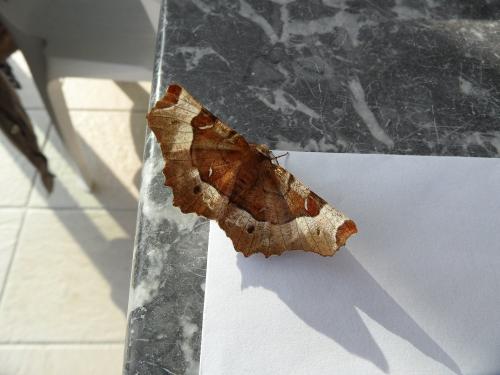 Réf. 99 672 : Selenia tetralunaria