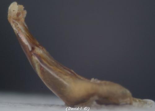 Réf. 99 691 : Melinopterus prodromus