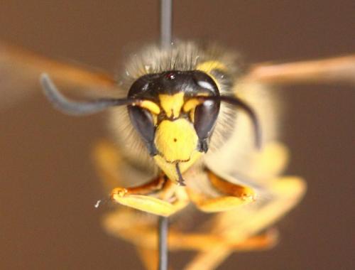 Réf. 99 609 : Dolichovespula sylvestris