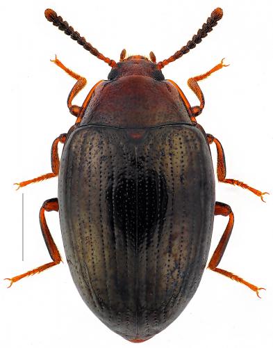 Scaphidema metallica