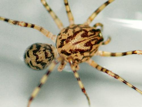 Réf. 99 625 : Scytodes thoracica