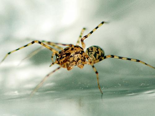 Scytodes thoracica