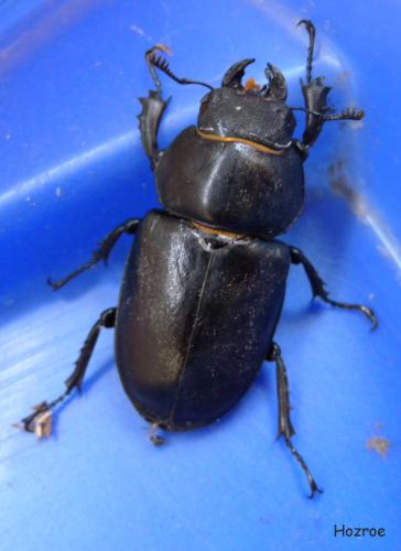 Lucanus cervus