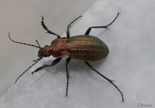 Carabus cancellatus