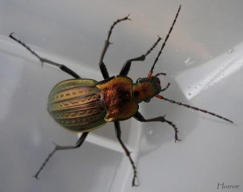 Carabus cancellatus