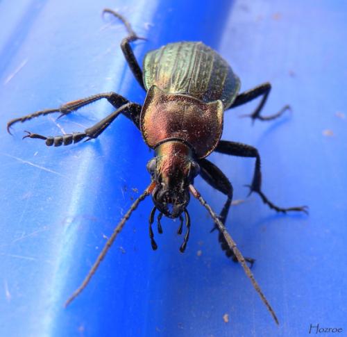 Réf. 99 261 : Carabus cancellatus