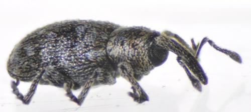 Réf. 99 979 : Smicronyx jungermanniae